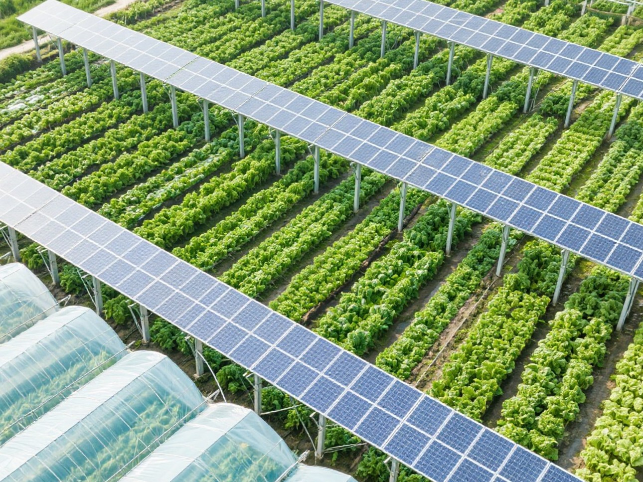 Which Type of Support System Is Typically Used in Solar Farms?