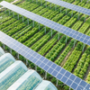 solar farm ground 